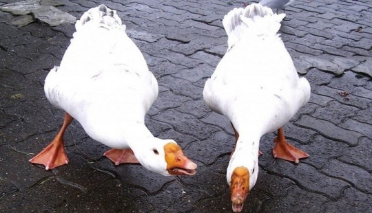 Gansos de pelea, policías sin hogar y ocho métodos más poco convencionales para combatir el crimen