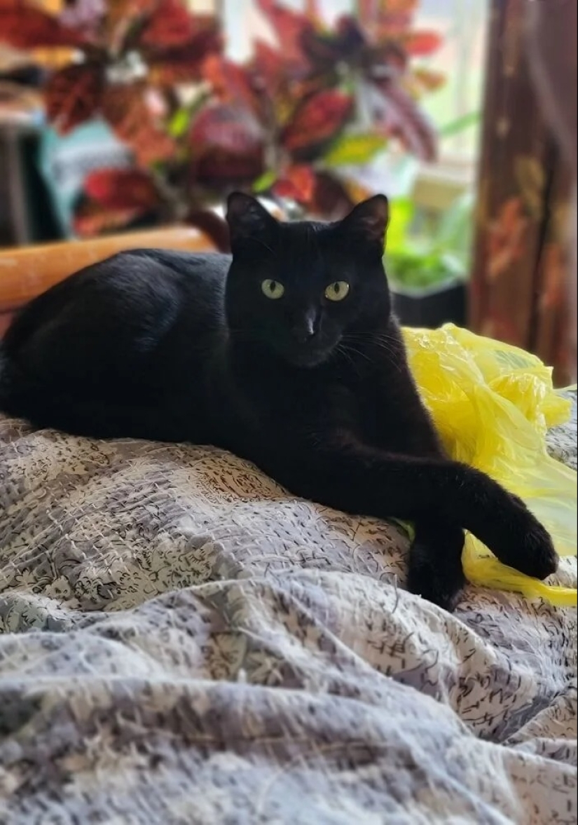 "Gatito aventurero está buscando una pareja..."- perfiles de gatos en sitios de citas "Gatito aventurero está buscando una pareja..."- perfiles de gatos en sitios de citas