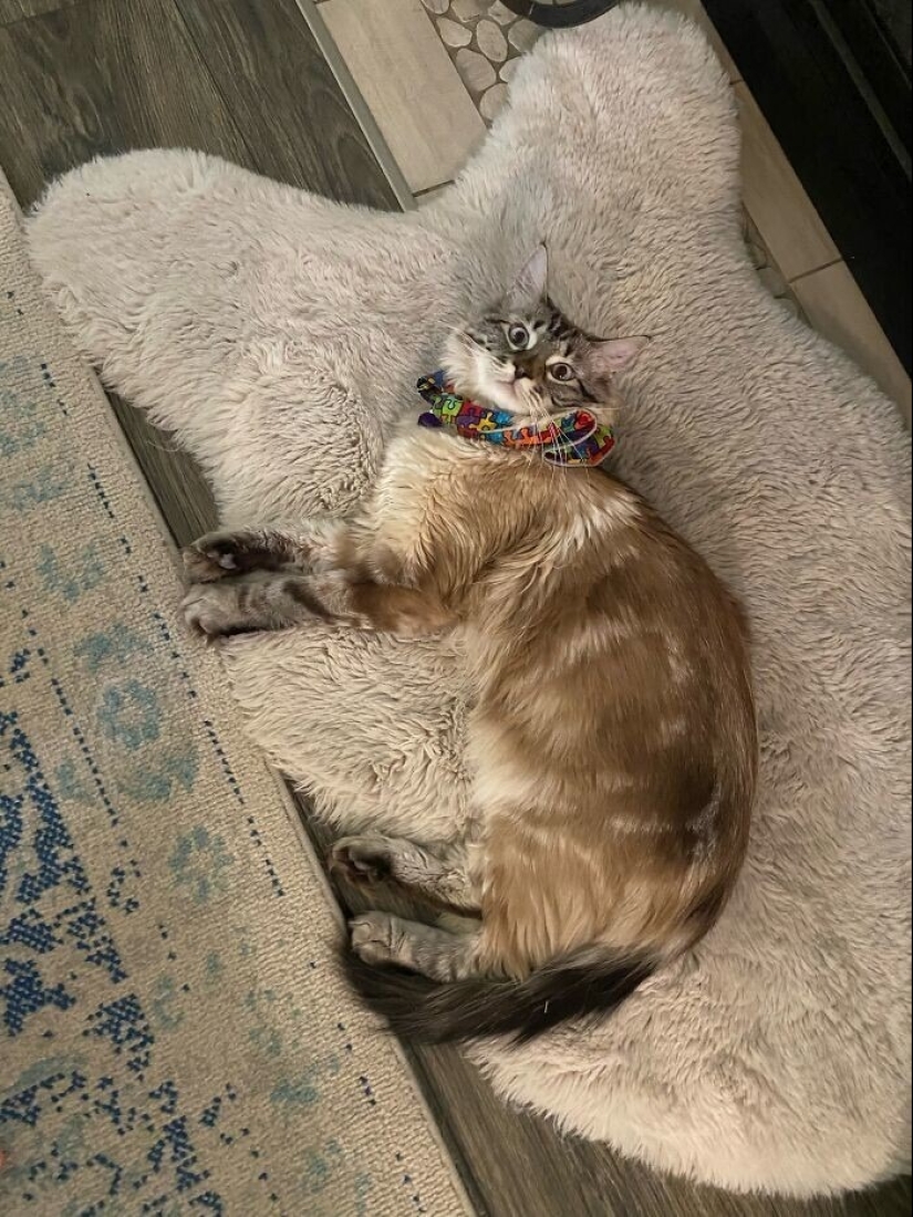 "Gatito aventurero está buscando una pareja..."- perfiles de gatos en sitios de citas "Gatito aventurero está buscando una pareja..."- perfiles de gatos en sitios de citas