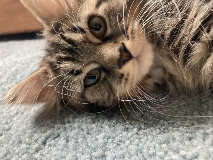 "Gatito aventurero está buscando una pareja..."- perfiles de gatos en sitios de citas "Gatito aventurero está buscando una pareja..."- perfiles de gatos en sitios de citas