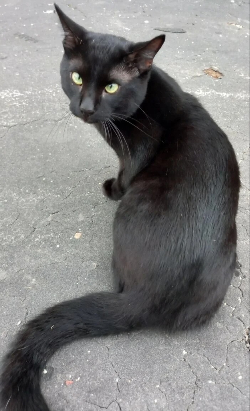 "Gatito aventurero está buscando una pareja..."- perfiles de gatos en sitios de citas "Gatito aventurero está buscando una pareja..."- perfiles de gatos en sitios de citas