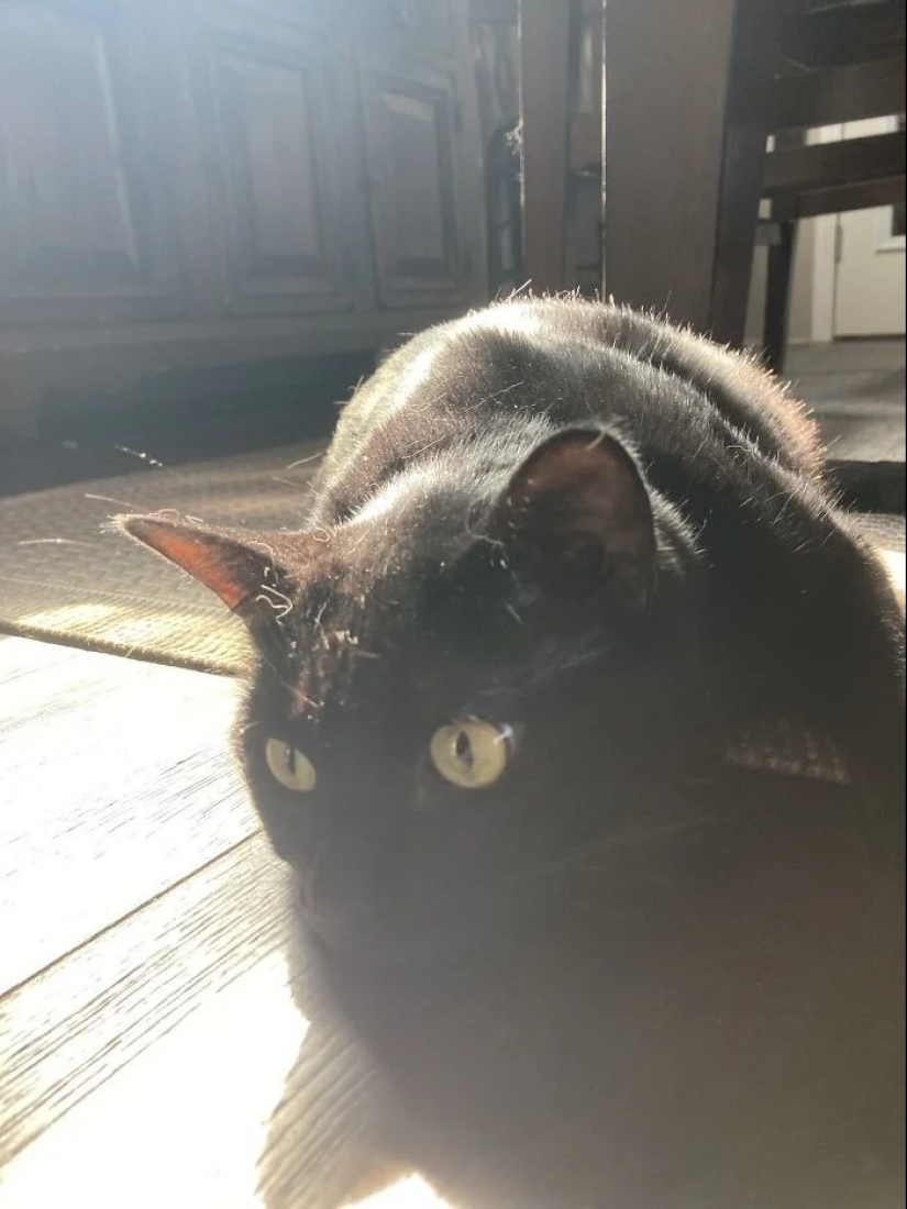 "Gatito aventurero está buscando una pareja..."- perfiles de gatos en sitios de citas "Gatito aventurero está buscando una pareja..."- perfiles de gatos en sitios de citas