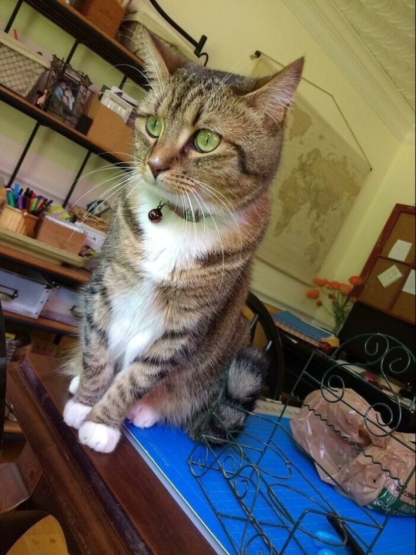 "Gatito aventurero está buscando una pareja..."- perfiles de gatos en sitios de citas "Gatito aventurero está buscando una pareja..."- perfiles de gatos en sitios de citas