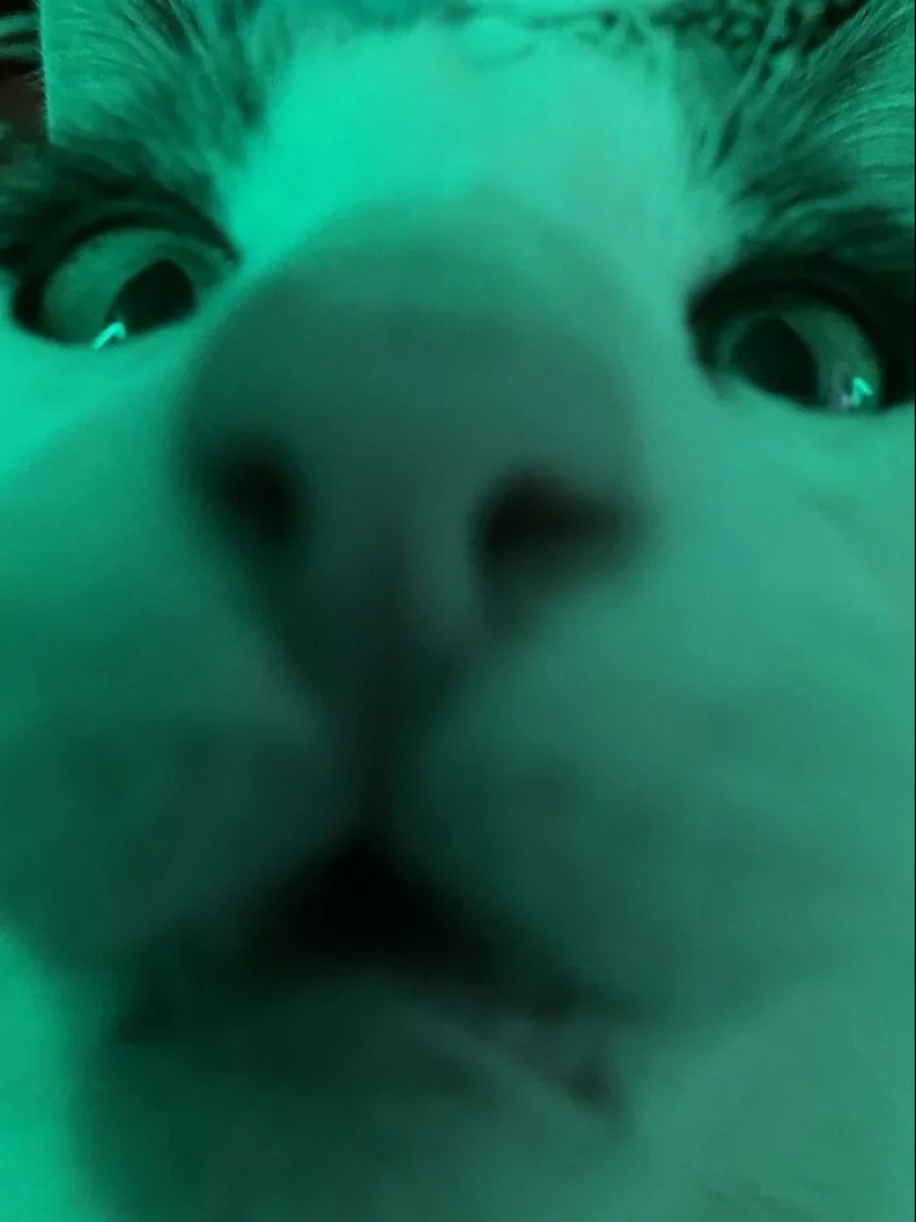 "Gatito aventurero está buscando una pareja..."- perfiles de gatos en sitios de citas "Gatito aventurero está buscando una pareja..."- perfiles de gatos en sitios de citas