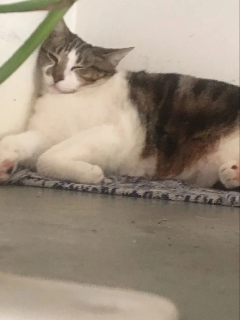 "Gatito aventurero está buscando una pareja..."- perfiles de gatos en sitios de citas "Gatito aventurero está buscando una pareja..."- perfiles de gatos en sitios de citas