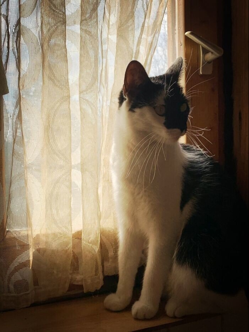 "Gatito aventurero está buscando una pareja..."- perfiles de gatos en sitios de citas "Gatito aventurero está buscando una pareja..."- perfiles de gatos en sitios de citas