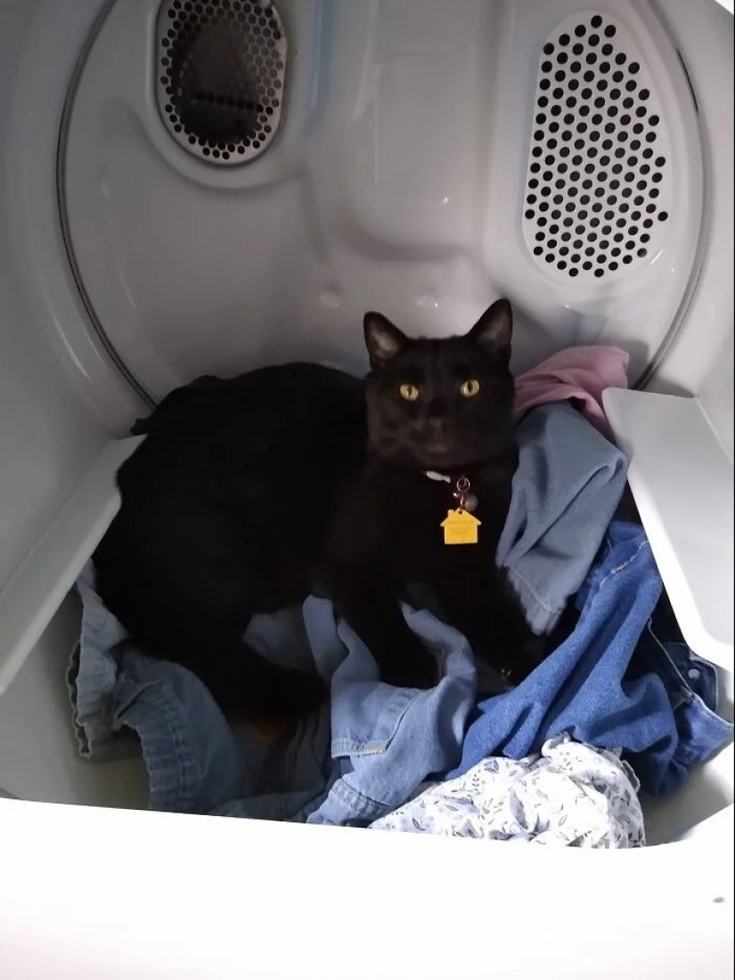 "Gatito aventurero está buscando una pareja..."- perfiles de gatos en sitios de citas "Gatito aventurero está buscando una pareja..."- perfiles de gatos en sitios de citas