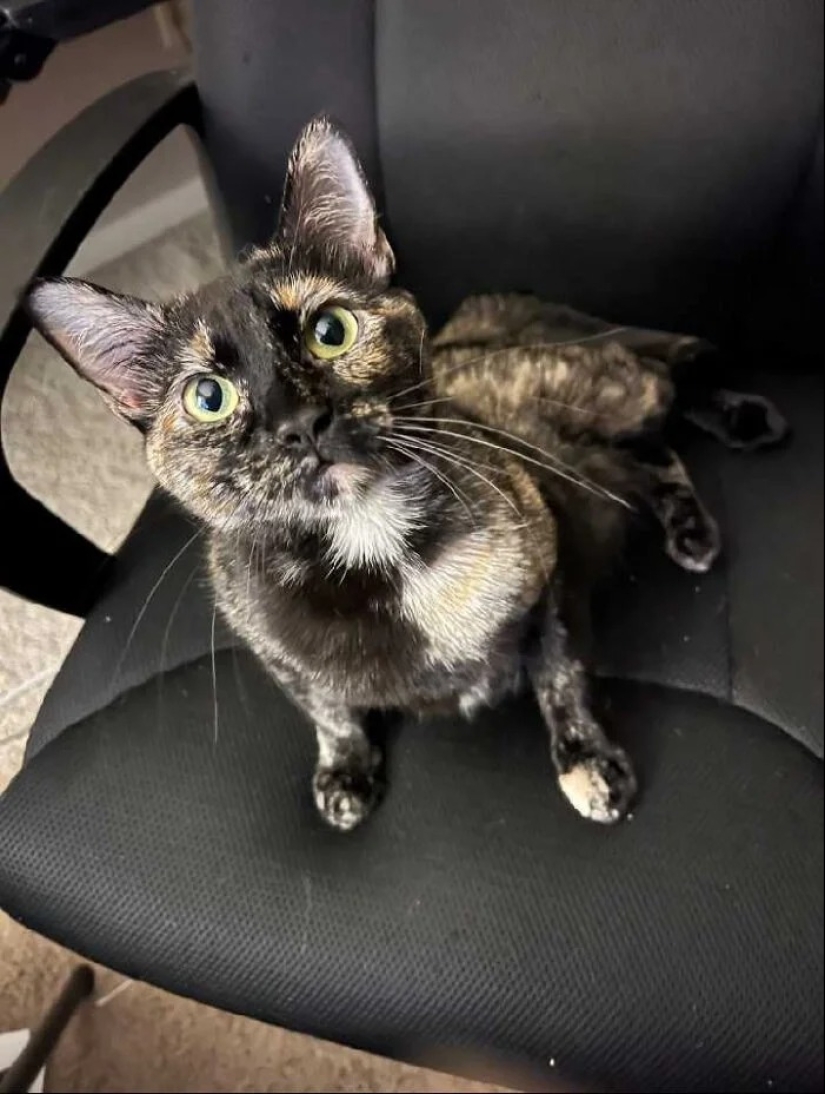 "Gatito aventurero está buscando una pareja..."- perfiles de gatos en sitios de citas "Gatito aventurero está buscando una pareja..."- perfiles de gatos en sitios de citas