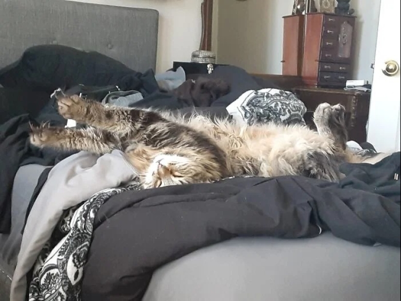 "Gatito aventurero está buscando una pareja..."- perfiles de gatos en sitios de citas "Gatito aventurero está buscando una pareja..."- perfiles de gatos en sitios de citas