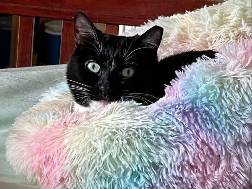 "Gatito aventurero está buscando una pareja..."- perfiles de gatos en sitios de citas "Gatito aventurero está buscando una pareja..."- perfiles de gatos en sitios de citas