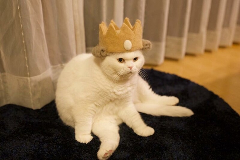 Gatos divertidos en las tapas de su propio cabello Gatos divertidos en las tapas de su propio cabello