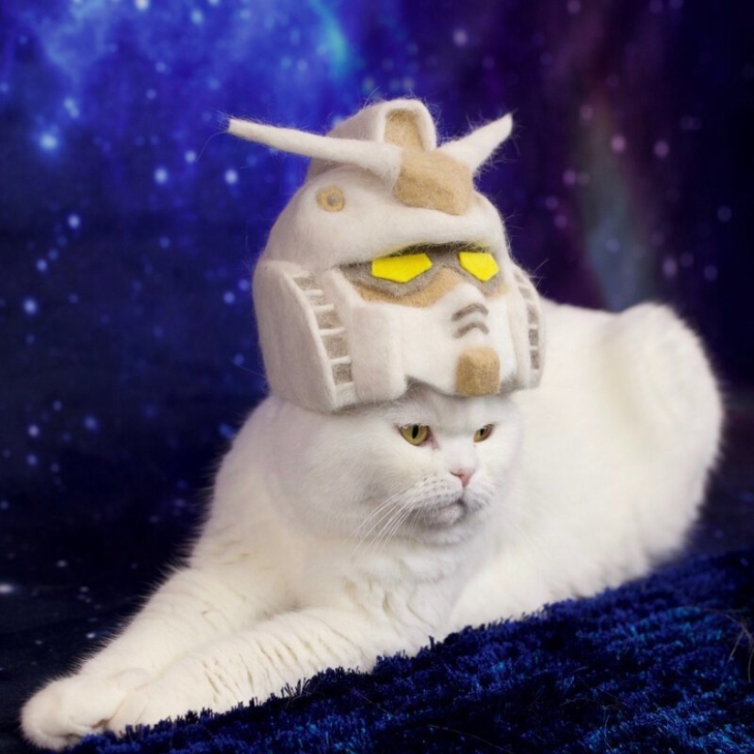 Gatos divertidos en las tapas de su propio cabello Gatos divertidos en las tapas de su propio cabello