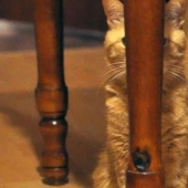 Gatos ninja que han dominado el antiguo arte marcial del ninjutsu a la perfección