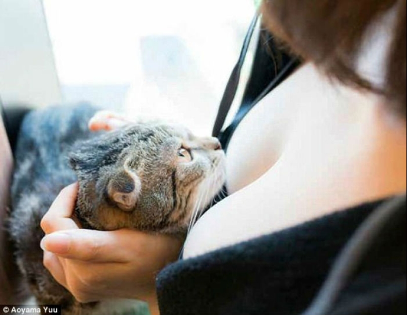 Gatos y pechos: un álbum tranquilizador de un fotógrafo japonés Gatos y pechos: un álbum tranquilizador de un fotógrafo japonés