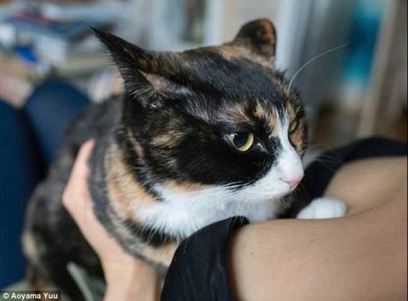 Gatos y pechos: un álbum tranquilizador de un fotógrafo japonés Gatos y pechos: un álbum tranquilizador de un fotógrafo japonés