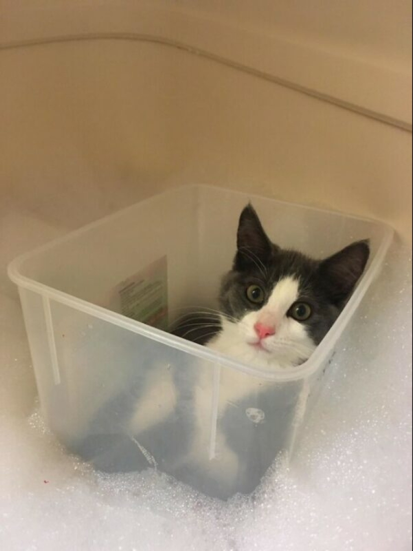 Glitch in the cat Matrix: 24 fotos divertidas de gatos que están atrapados Glitch in the cat Matrix: 24 fotos divertidas de gatos que están atrapados