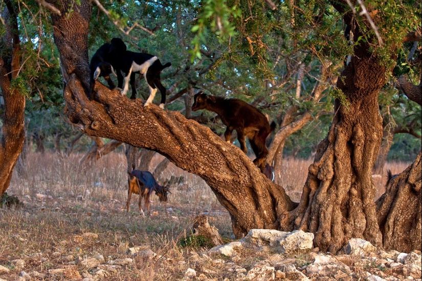 Goats in trees in Morocco Goats in trees in Morocco