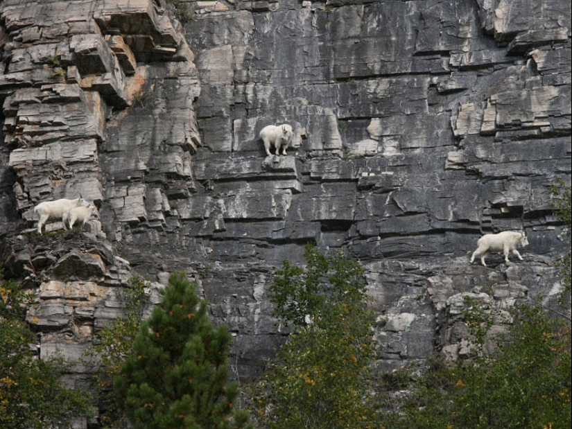 Goats, who knows the fear of heights