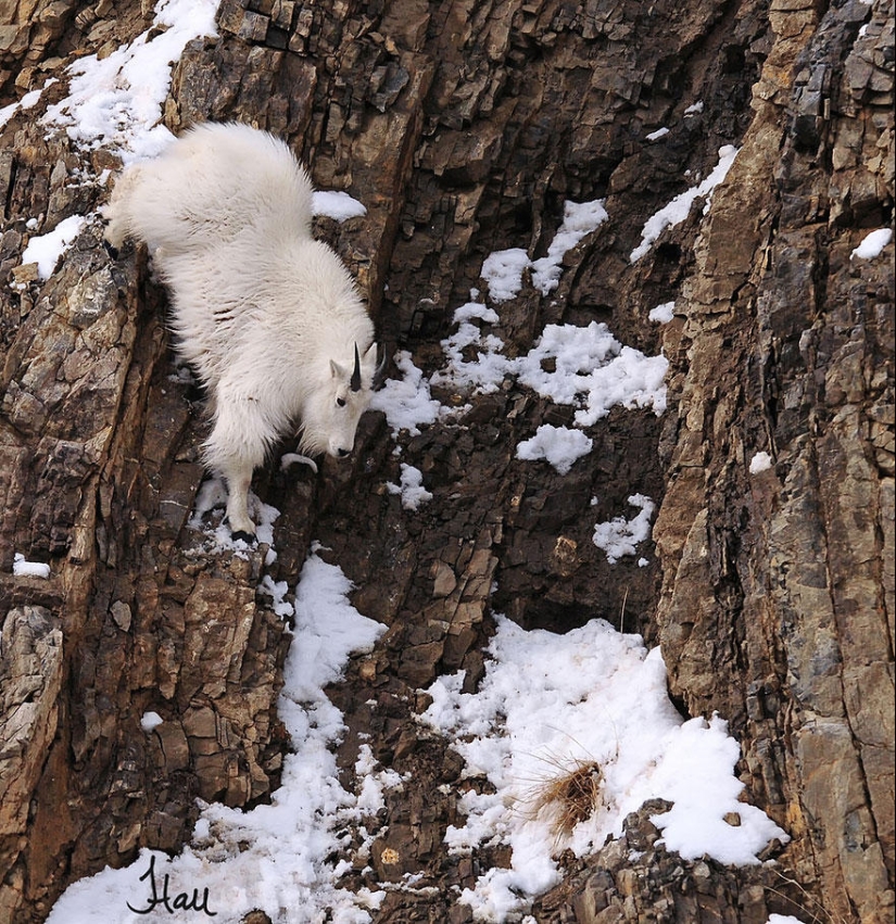 Goats, who knows the fear of heights