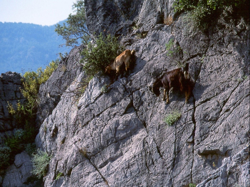 Goats, who knows the fear of heights