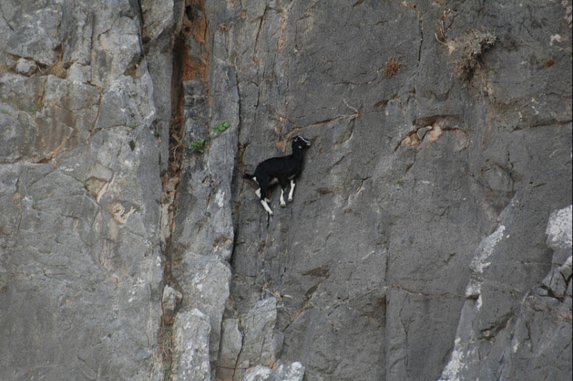 Goats, who knows the fear of heights