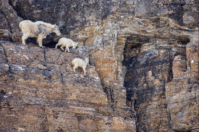 Goats, who knows the fear of heights