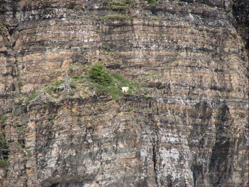 Goats, who knows the fear of heights