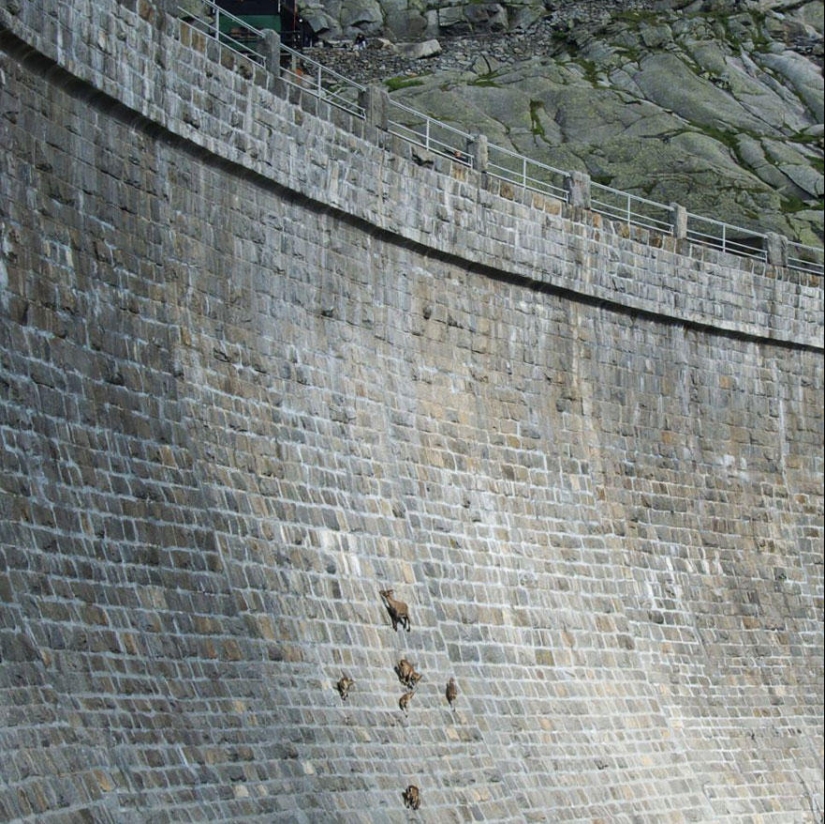 Goats, who knows the fear of heights