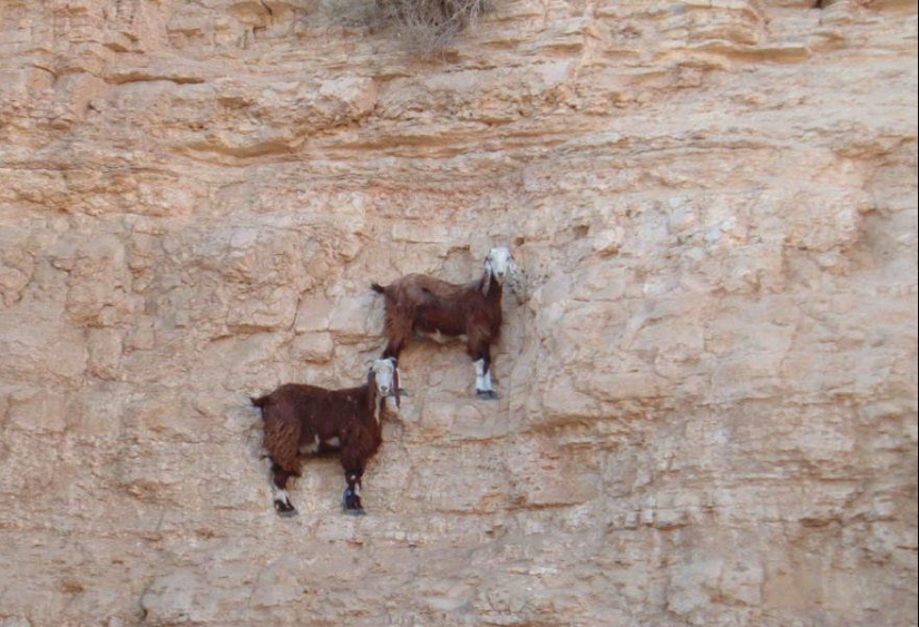 Goats, who knows the fear of heights