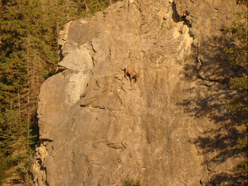 Goats, who knows the fear of heights