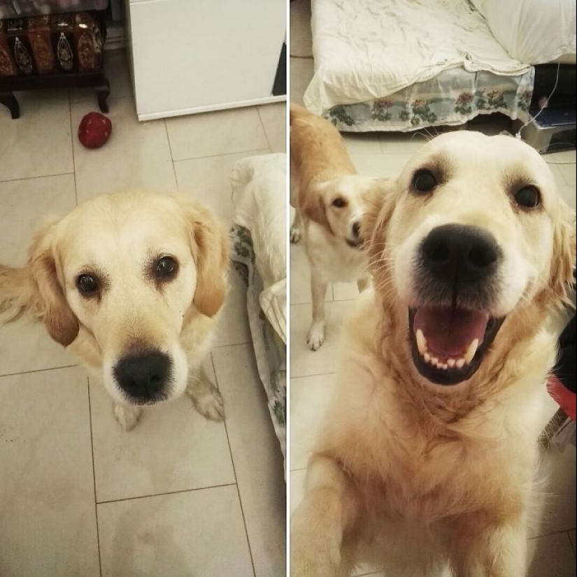 "Good boy": the Pets before and after kind words to master