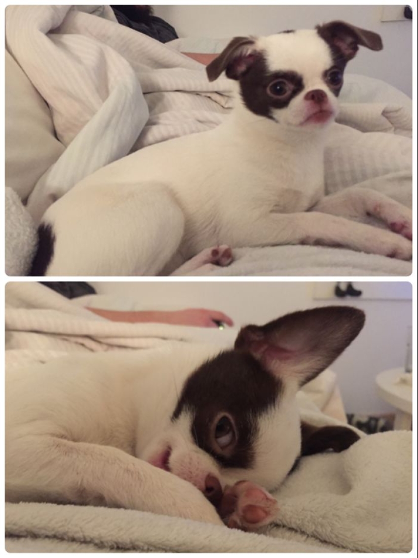 "Good boy": the Pets before and after kind words to master