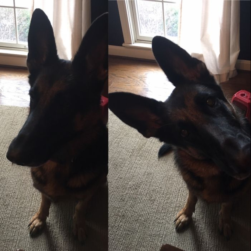 "Good boy": the Pets before and after kind words to master