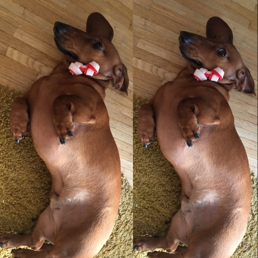 "Good boy": the Pets before and after kind words to master