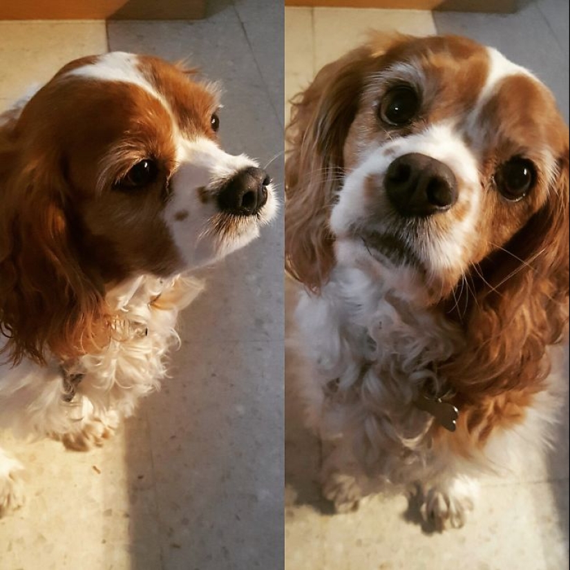 "Good boy": the Pets before and after kind words to master