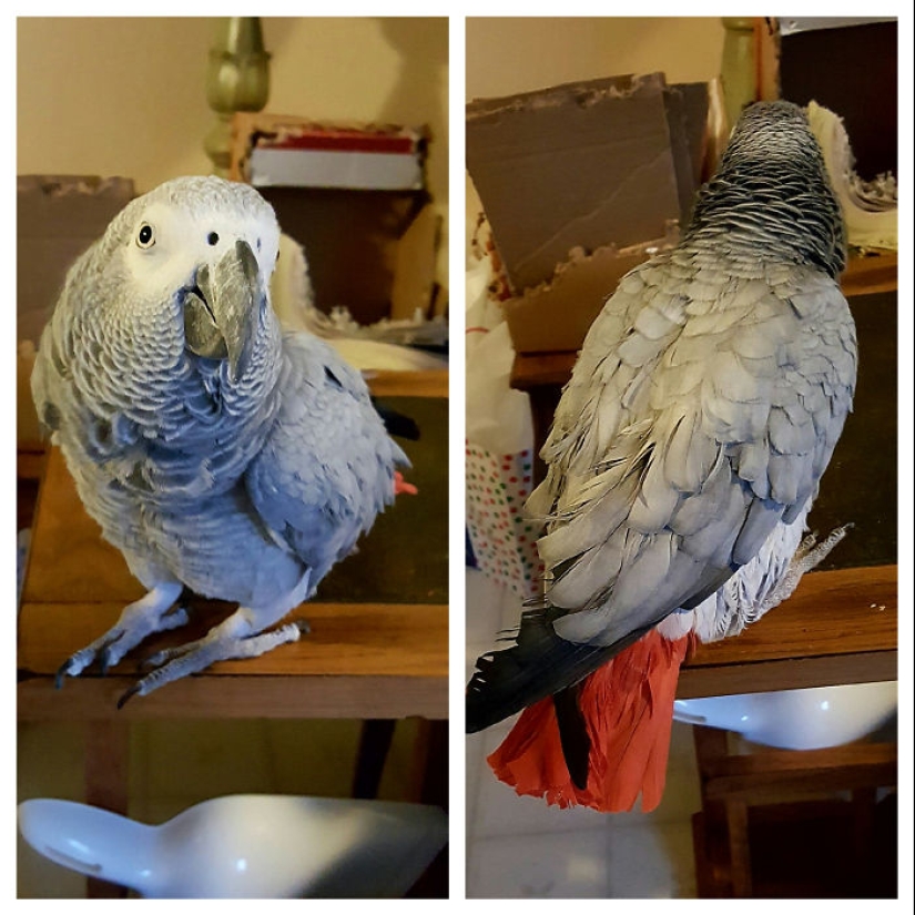 "Good boy": the Pets before and after kind words to master