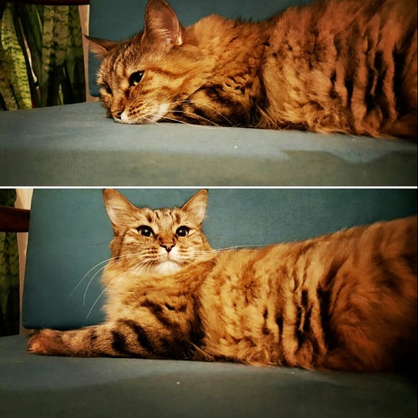 "Good boy": the Pets before and after kind words to master