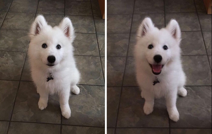 "Good boy": the Pets before and after kind words to master