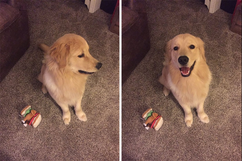 "Good boy": the Pets before and after kind words to master