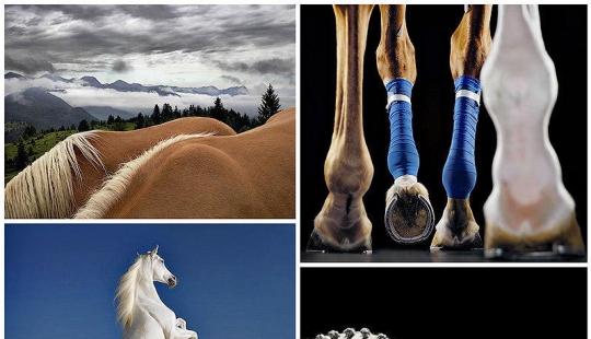 Grace beautiful horses in the project Equus