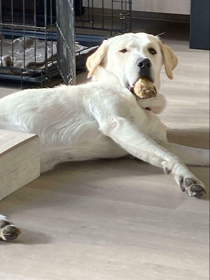 Gracias, gente! 30 animales sin hogar que recibieron una nueva vida Gracias, gente! 30 animales sin hogar que recibieron una nueva vida