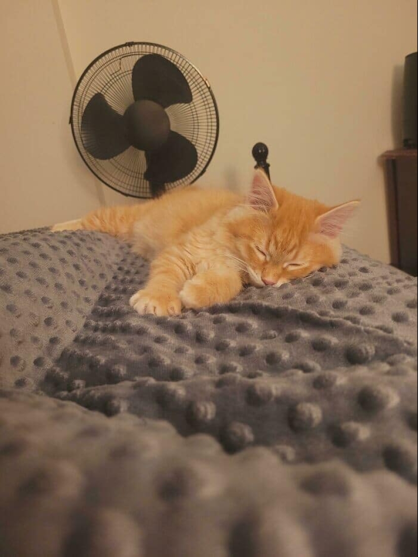 Gracias, gente! 30 animales sin hogar que recibieron una nueva vida Gracias, gente! 30 animales sin hogar que recibieron una nueva vida