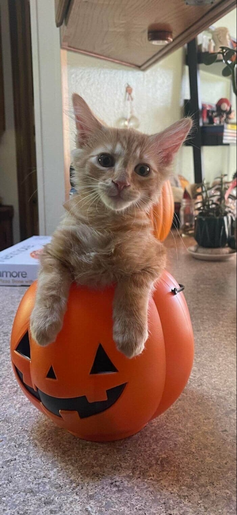 Gracias, gente! 30 animales sin hogar que recibieron una nueva vida Gracias, gente! 30 animales sin hogar que recibieron una nueva vida