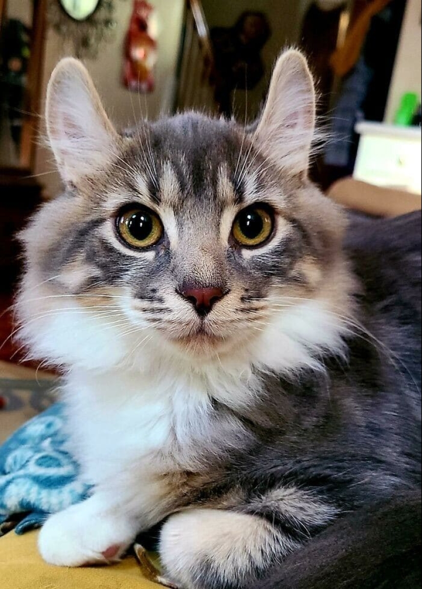 Gracias, gente! 30 animales sin hogar que recibieron una nueva vida Gracias, gente! 30 animales sin hogar que recibieron una nueva vida