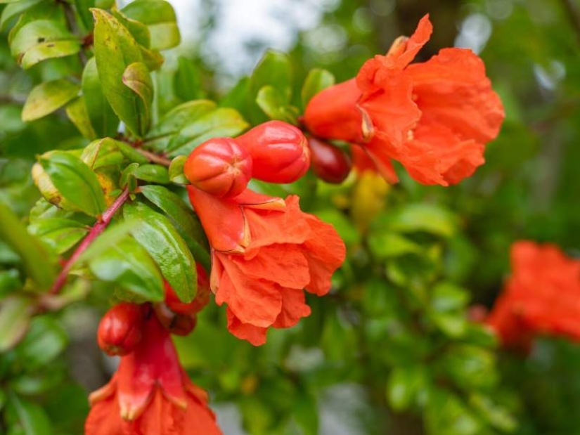 Granada: De símbolo antiguo a superalimento del siglo XXI Granada: De símbolo antiguo a superalimento del siglo XXI