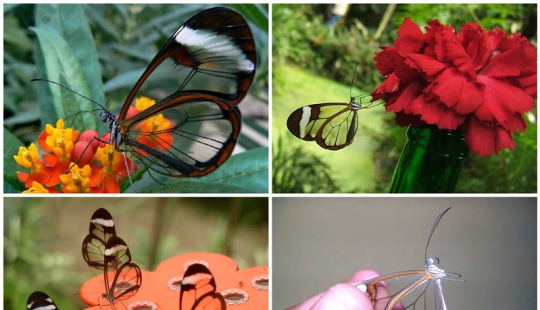 Greta oto — an amazing butterfly with "glass" wings