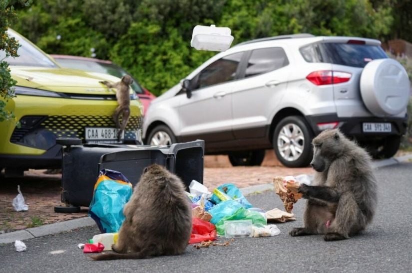 Guerras de babuinos: monos agresivos en Ciudad del Cabo atacan a la gente Guerras de babuinos: monos agresivos en Ciudad del Cabo atacan a la gente