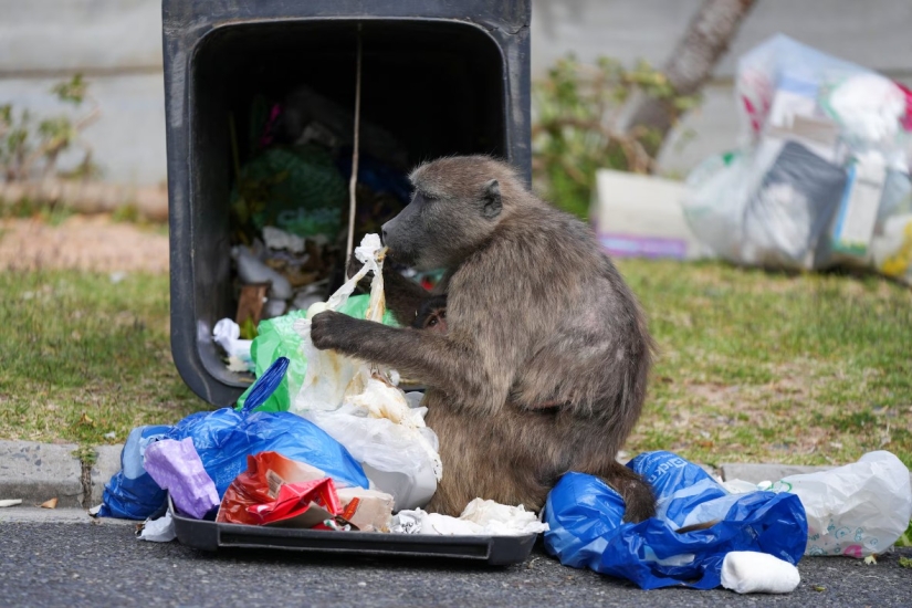 Guerras de babuinos: monos agresivos en Ciudad del Cabo atacan a la gente Guerras de babuinos: monos agresivos en Ciudad del Cabo atacan a la gente