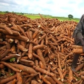 Half a billion people on Earth consume a deadly product