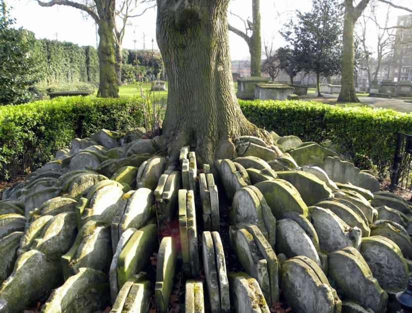 Hardy's gravestone tree with hundreds of tombstones